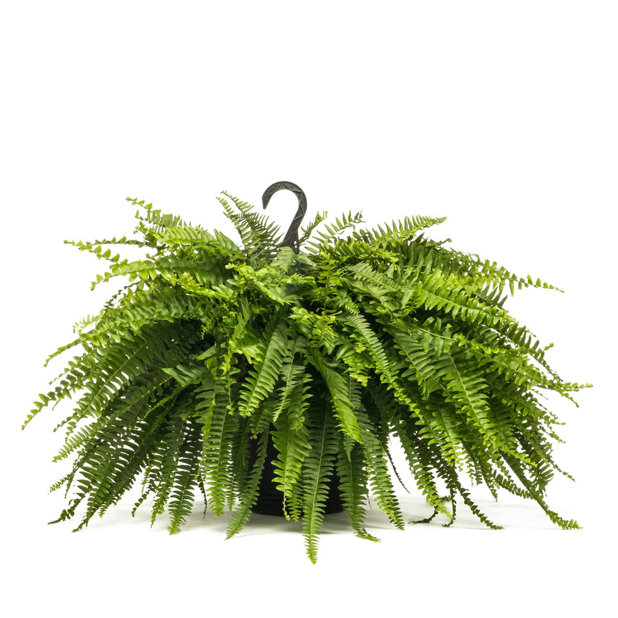 Lowe's 1.5-Gallon Boston Fern in Hanging Basket | Nursery